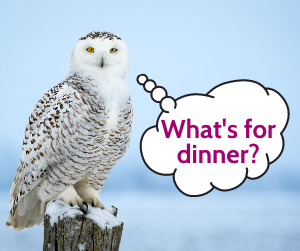snowy owl on a blue background with thinking bubble "What's for dinner?"