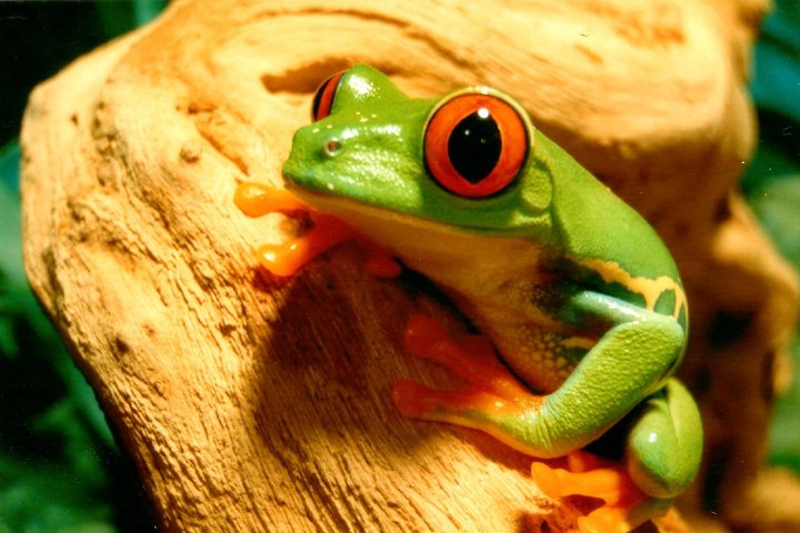 Image of small, bright green frog.