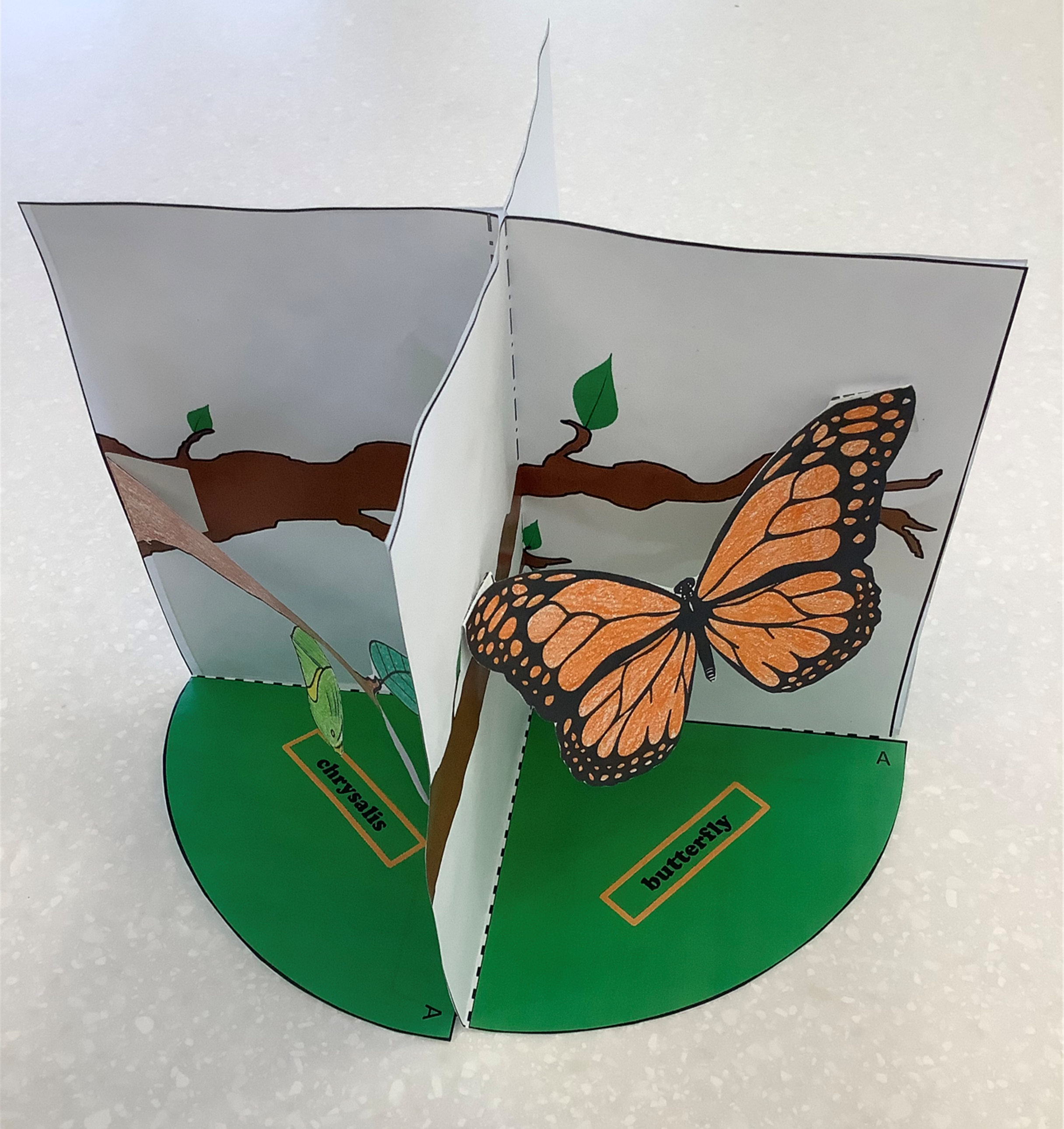 Butterfly Life Cycle Diorama