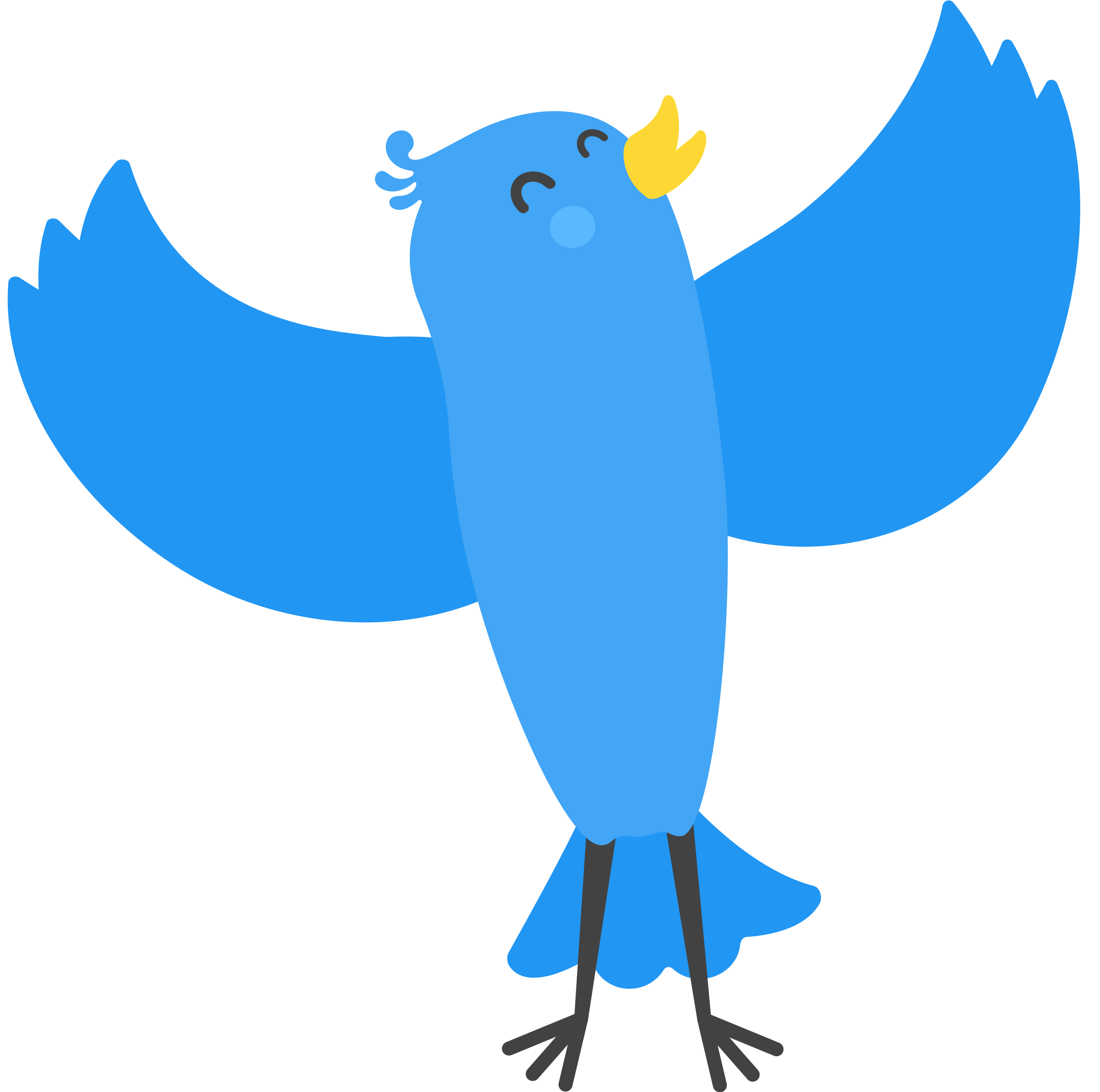 Image of a blue bird