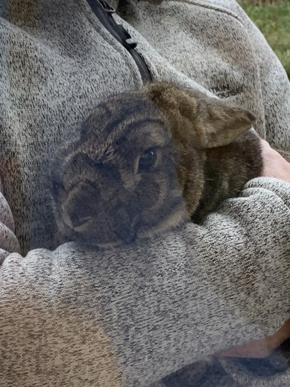 Photo of Lewis Carol Stream, rabbit educational ambassador for Dupage Animal Services